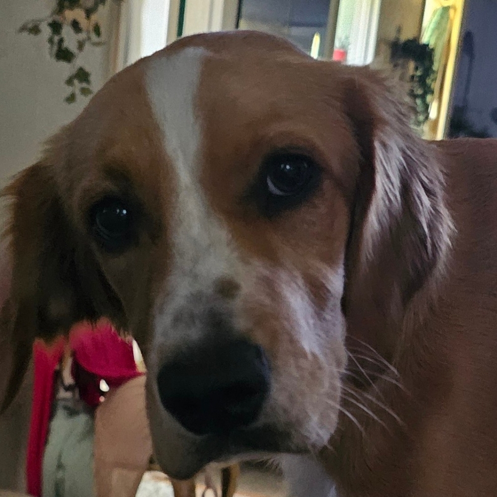 Meet your Posher, Anne